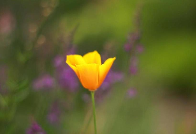 Argyle House Bed And Breakfast