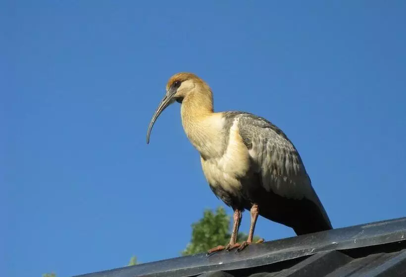 ベッドアンドブレックファースト Alto Verde Hosteria