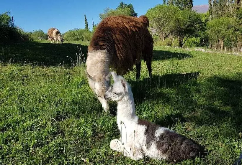 Hotelli Cerro Chico Lo Del Frances