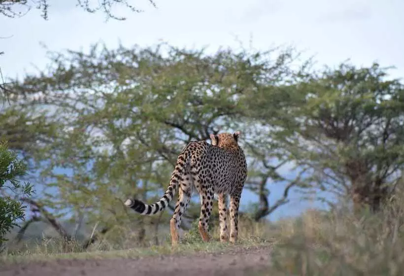 Hotelli African Spirit Game Lodge