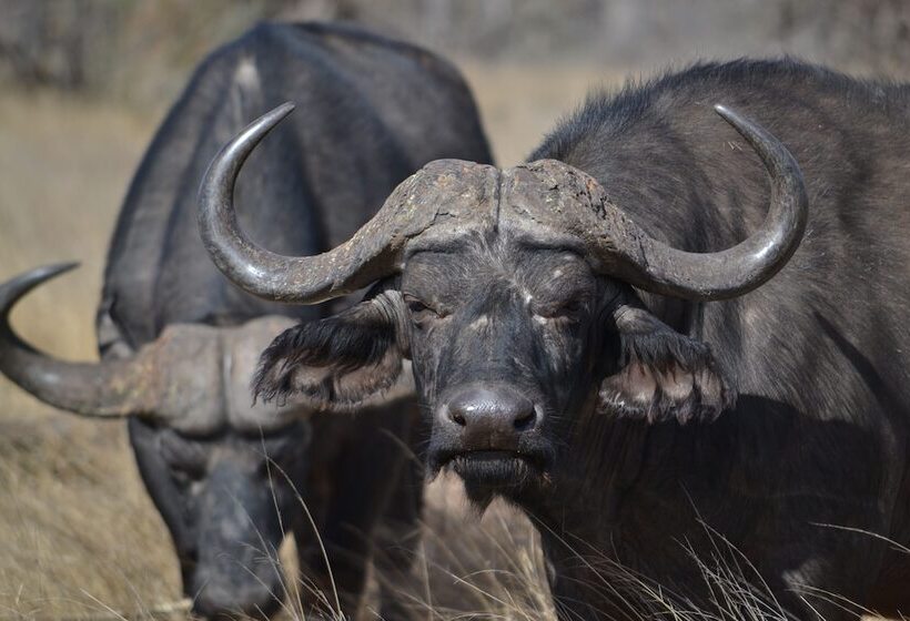 فندق African Spirit Game Lodge