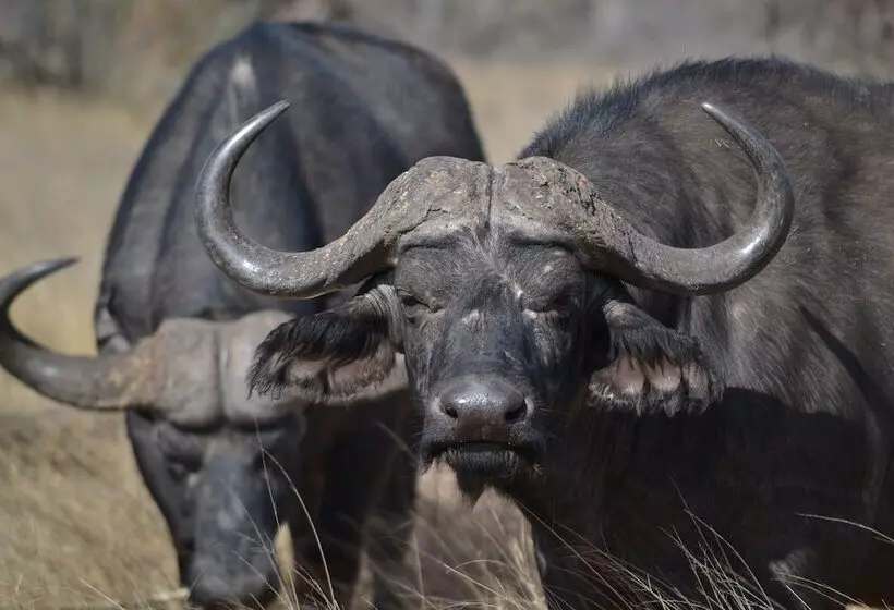 Hotelli African Spirit Game Lodge