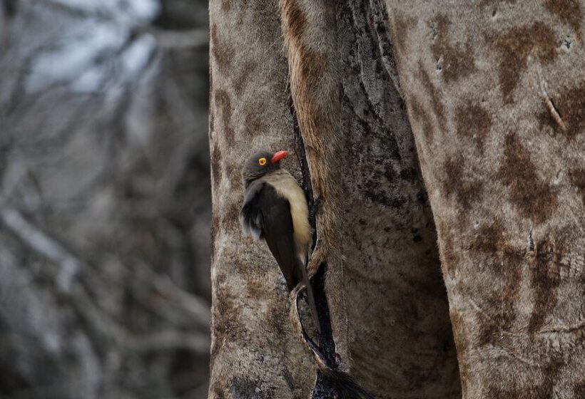 فندق African Spirit Game Lodge