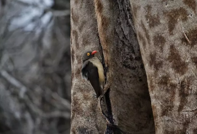 Hotelli African Spirit Game Lodge