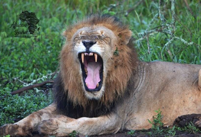 فندق African Spirit Game Lodge