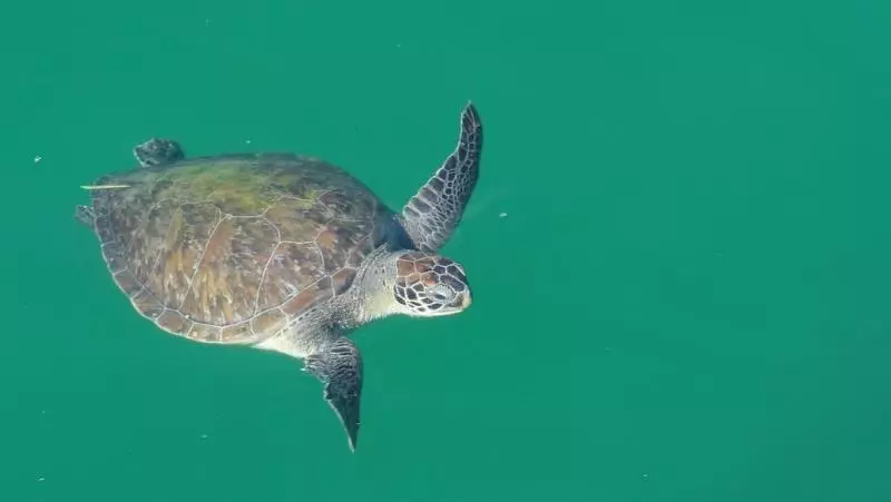 Hotelli Pousada Cruzoé