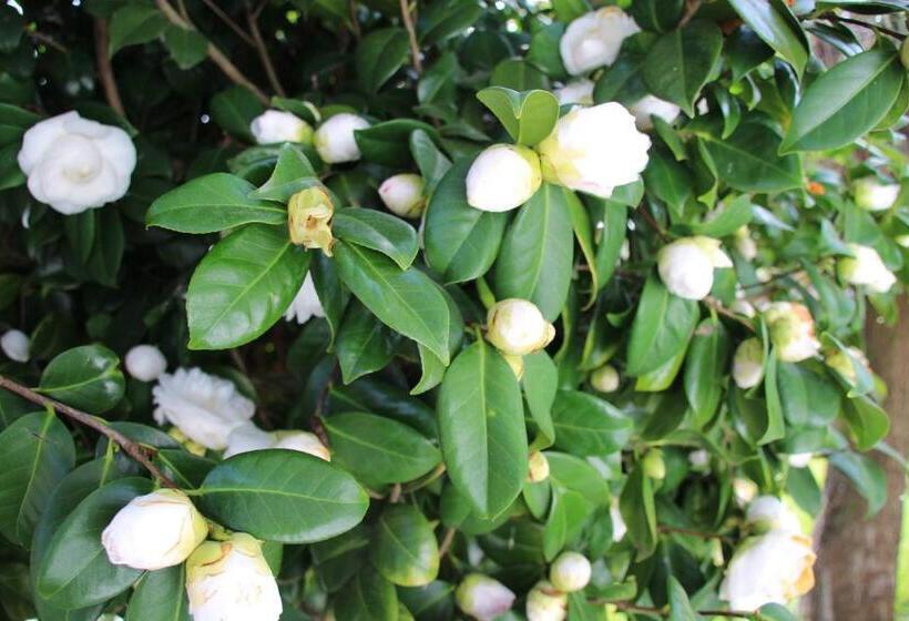 B&b Villa Branca Barreiros Al98139