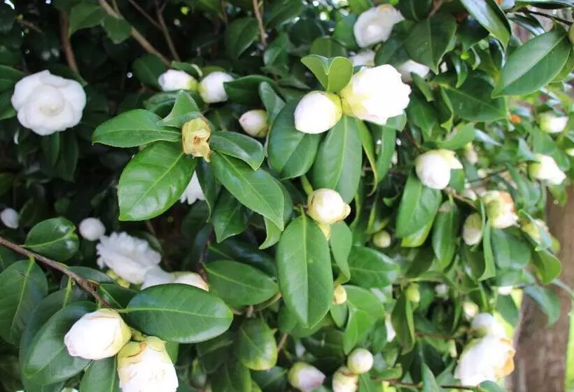 B&b Villa Branca Barreiros Al98139