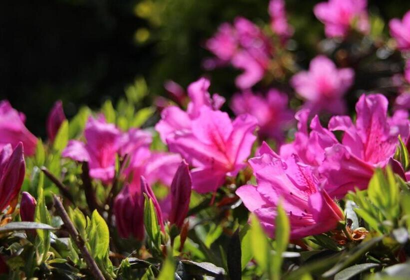 B&b Villa Branca Barreiros Al98139