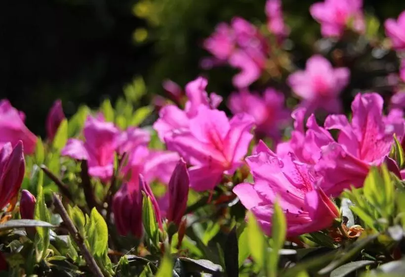 B&b Villa Branca Barreiros Al98139