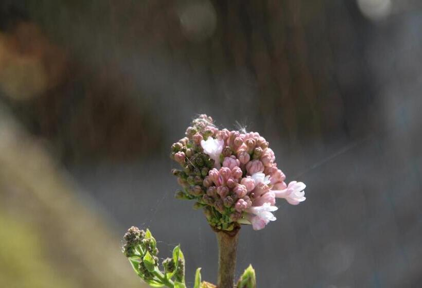 B&b Villa Branca Barreiros Al98139