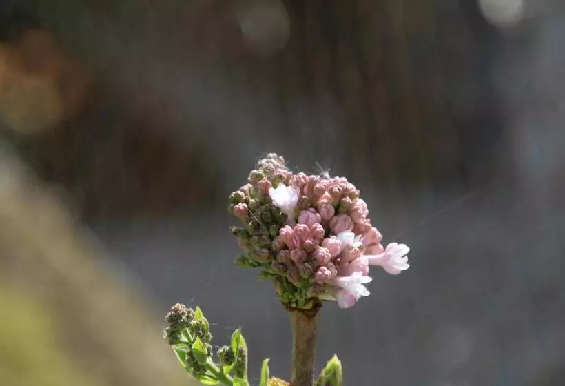 B&b Villa Branca Barreiros Al98139