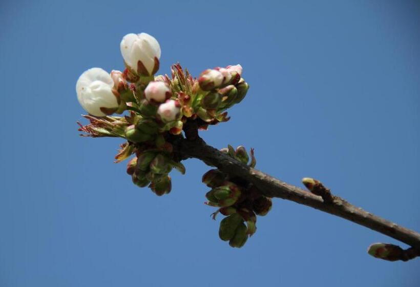 B&b Villa Branca Barreiros Al98139