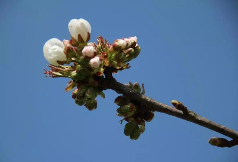 B&b Villa Branca Barreiros Al98139