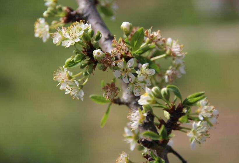 B&b Villa Branca Barreiros Al98139