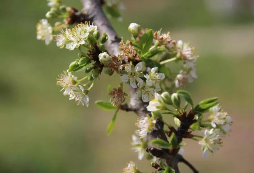 B&b Villa Branca Barreiros Al98139