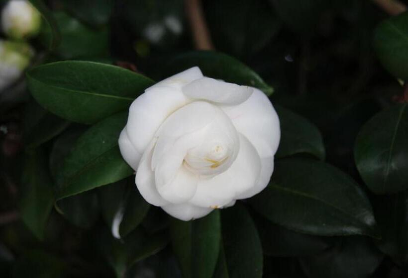 B&b Villa Branca Barreiros Al98139