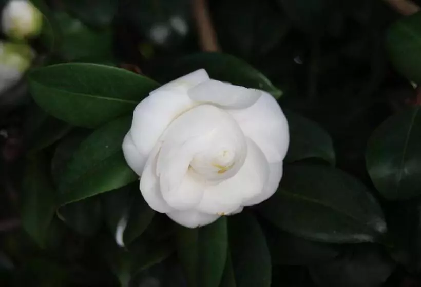 B&b Villa Branca Barreiros Al98139