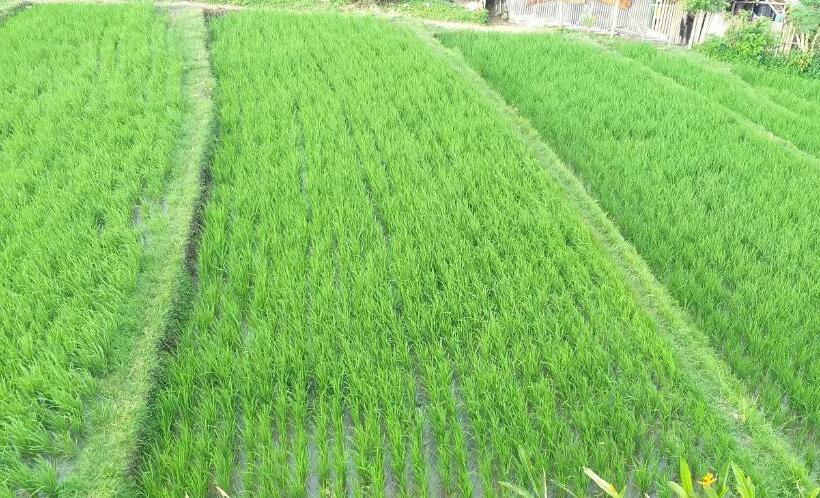 هاستل Pd Bali Guesthouse