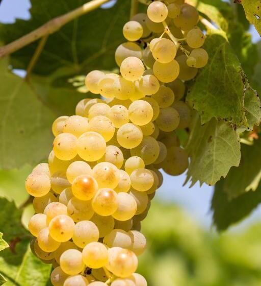 هتل روستایی Quinta Do Rol