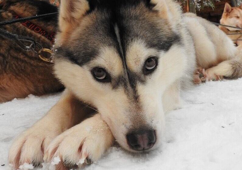 Отель Metsahirvas