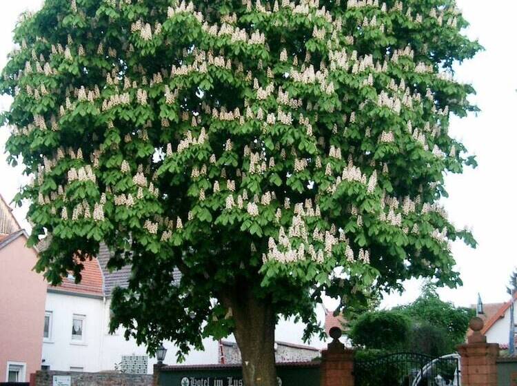 Отель Im Lustgarten