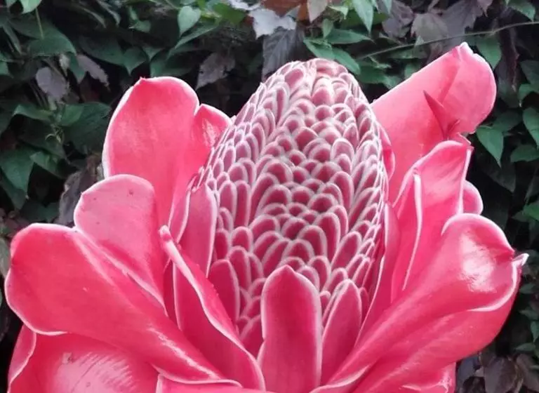 تختخواب و صبحانه Albergaria Porcelana