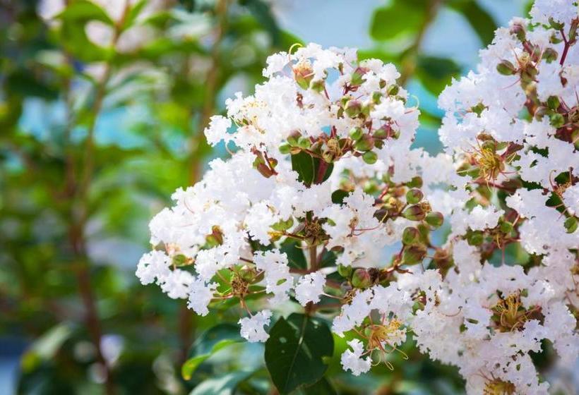 Kariyushi Condominium Resort Naha Youya