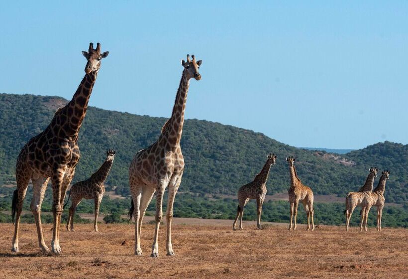 فندق Shamwari Eagles Crag