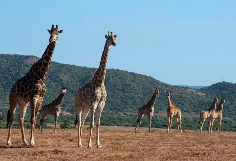 Hotelli Shamwari Eagles Crag