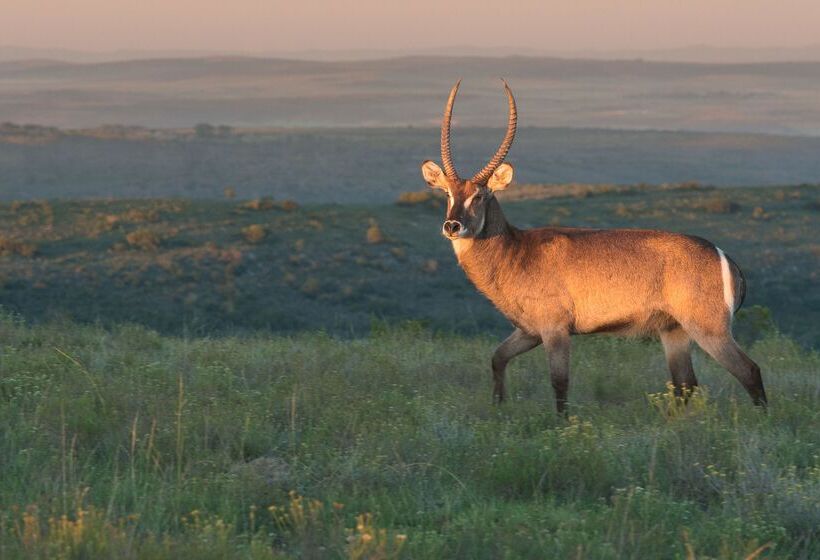 فندق Shamwari Eagles Crag