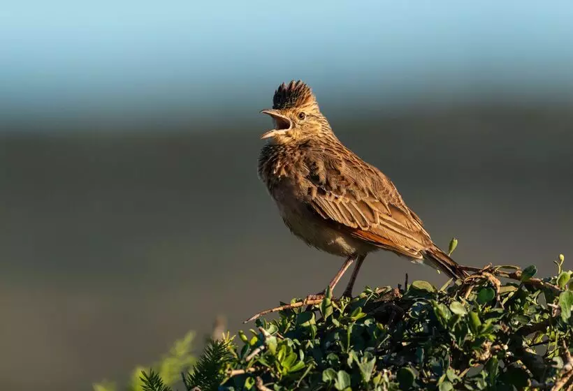 Hotelli Shamwari Eagles Crag