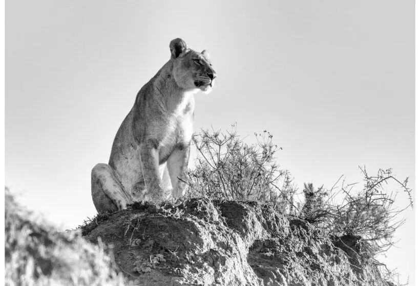 Hotelli Shamwari Eagles Crag