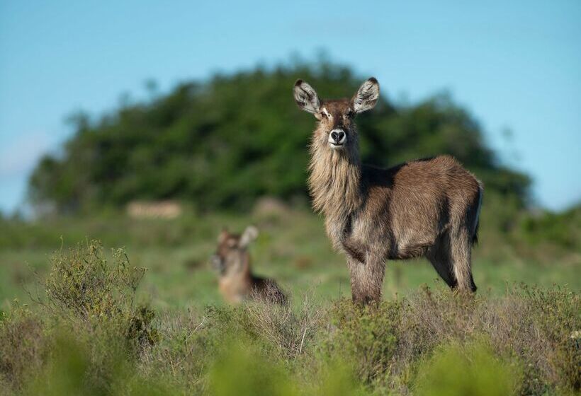 فندق Shamwari Eagles Crag