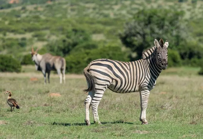 Hotelli Shamwari Eagles Crag