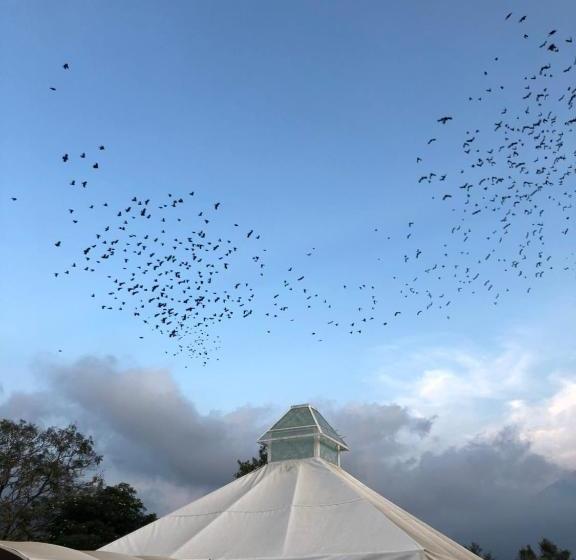 تختخواب و صبحانه Palo Santo