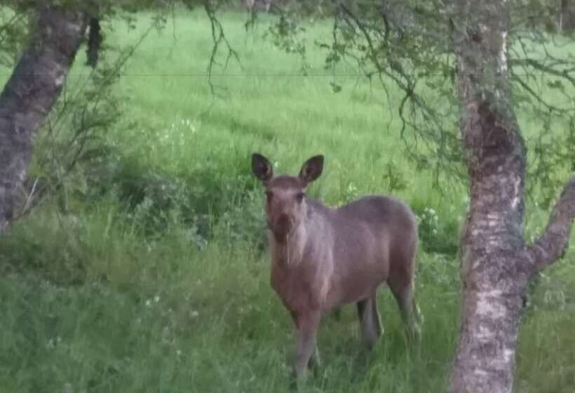 Hotell Trysil Glamping