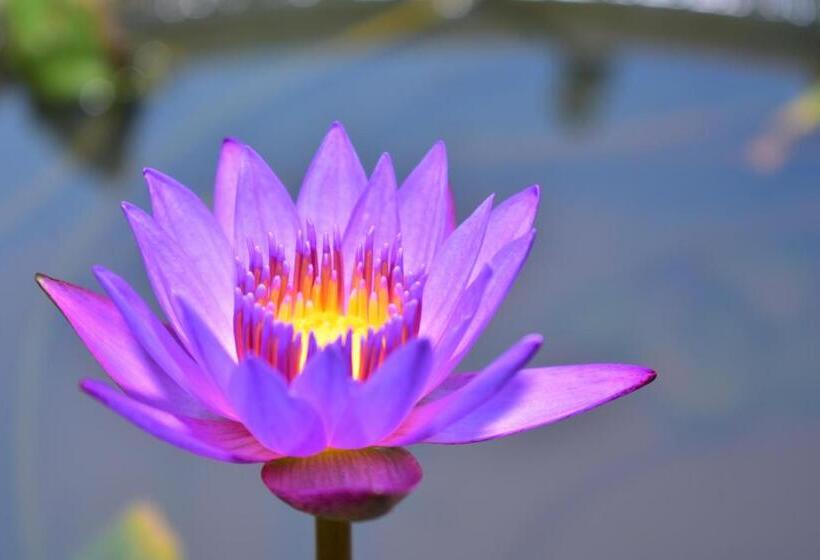 Отель Thambili Cabanas