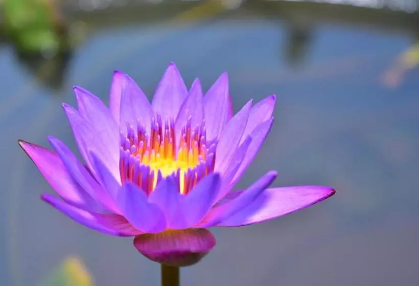 ホテル Thambili Cabanas