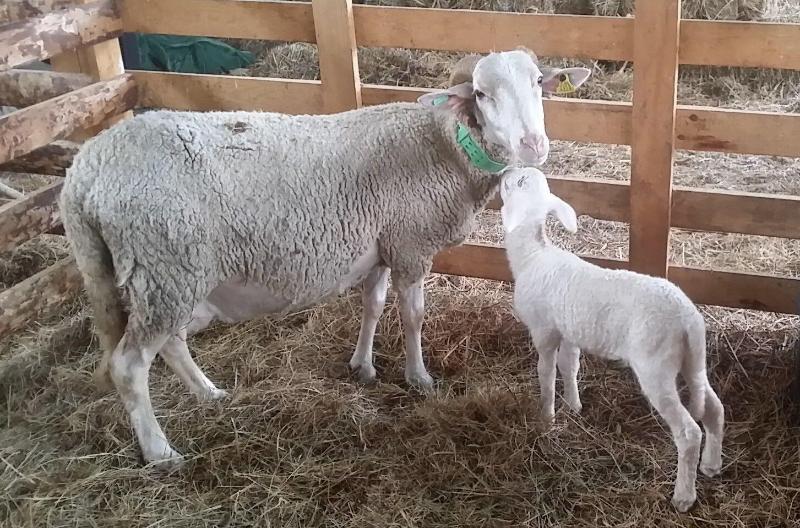 膳宿费 Eira Do Vez