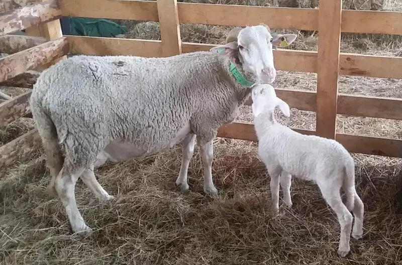 Majatalo Eira Do Vez
