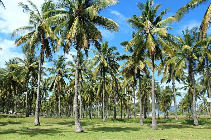 تختخواب و صبحانه Gili Tenda
