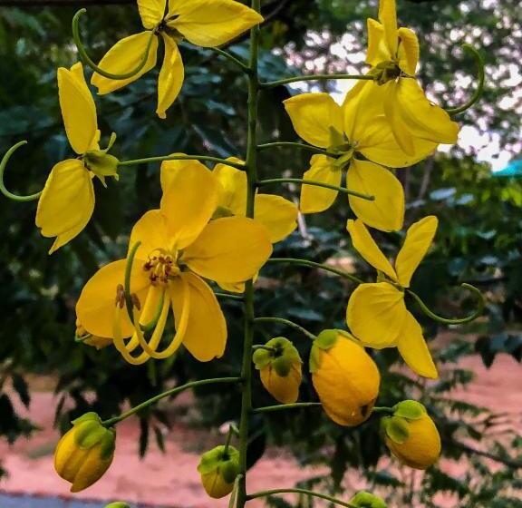 پانسیون The Boundary Yala