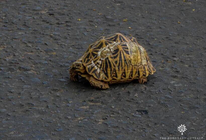 پانسیون The Boundary Yala