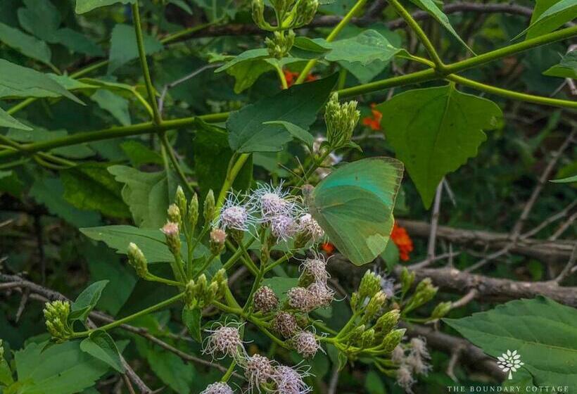پانسیون The Boundary Yala
