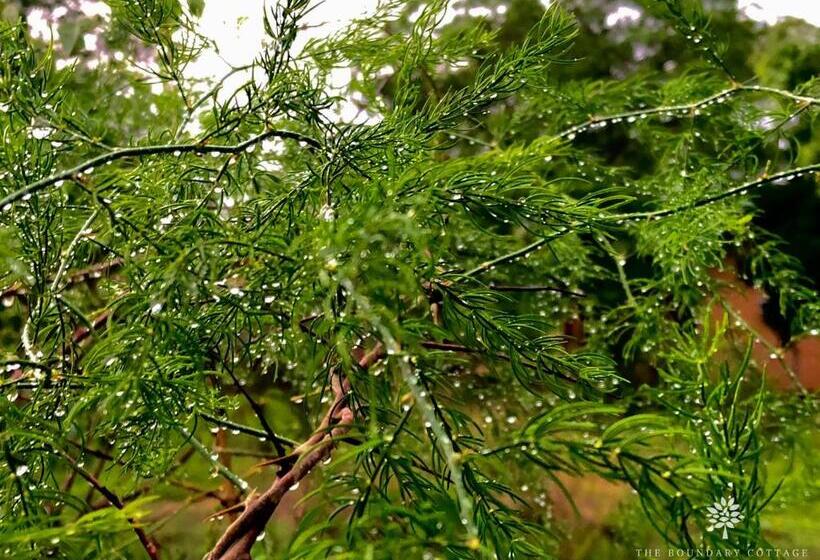 پانسیون The Boundary Yala