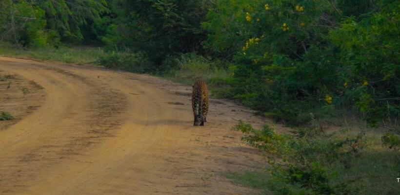 پانسیون The Boundary Yala