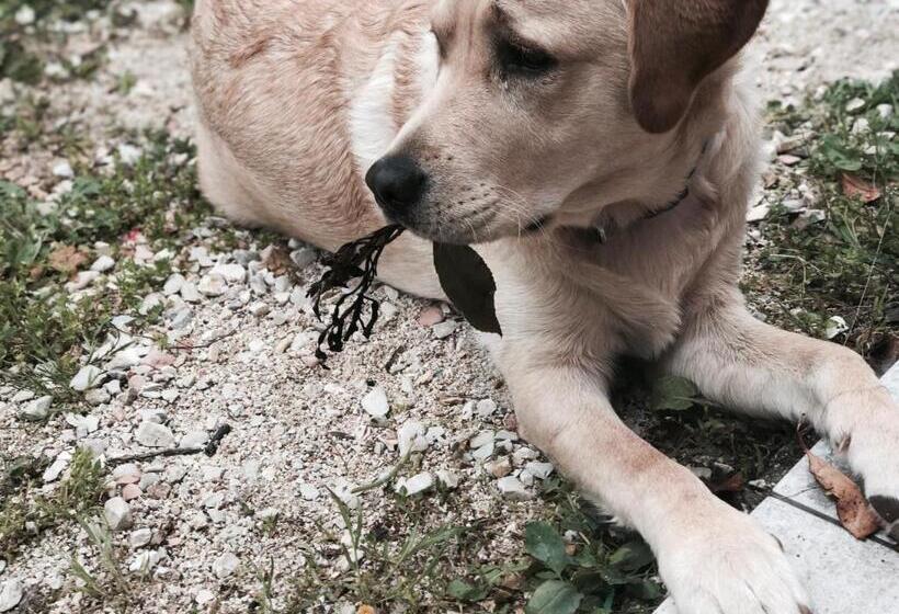 Agriturismo B&b La Cerasa