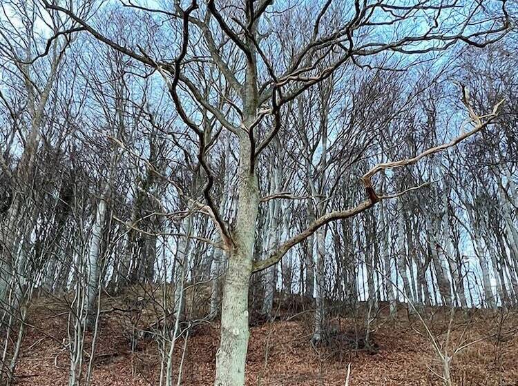 Basballegaard Bed & Breakfast