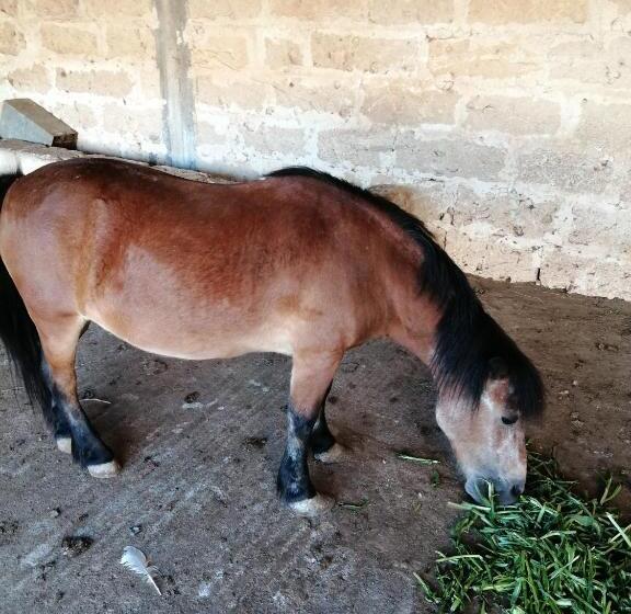 בית מלון כפרי Agriturismo Tenuta Perruzzi